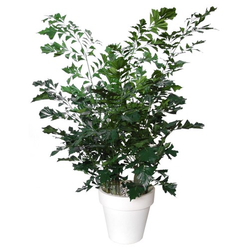 Planta semi-artificiala Ila, Fishtail Lux Green - 250 cm